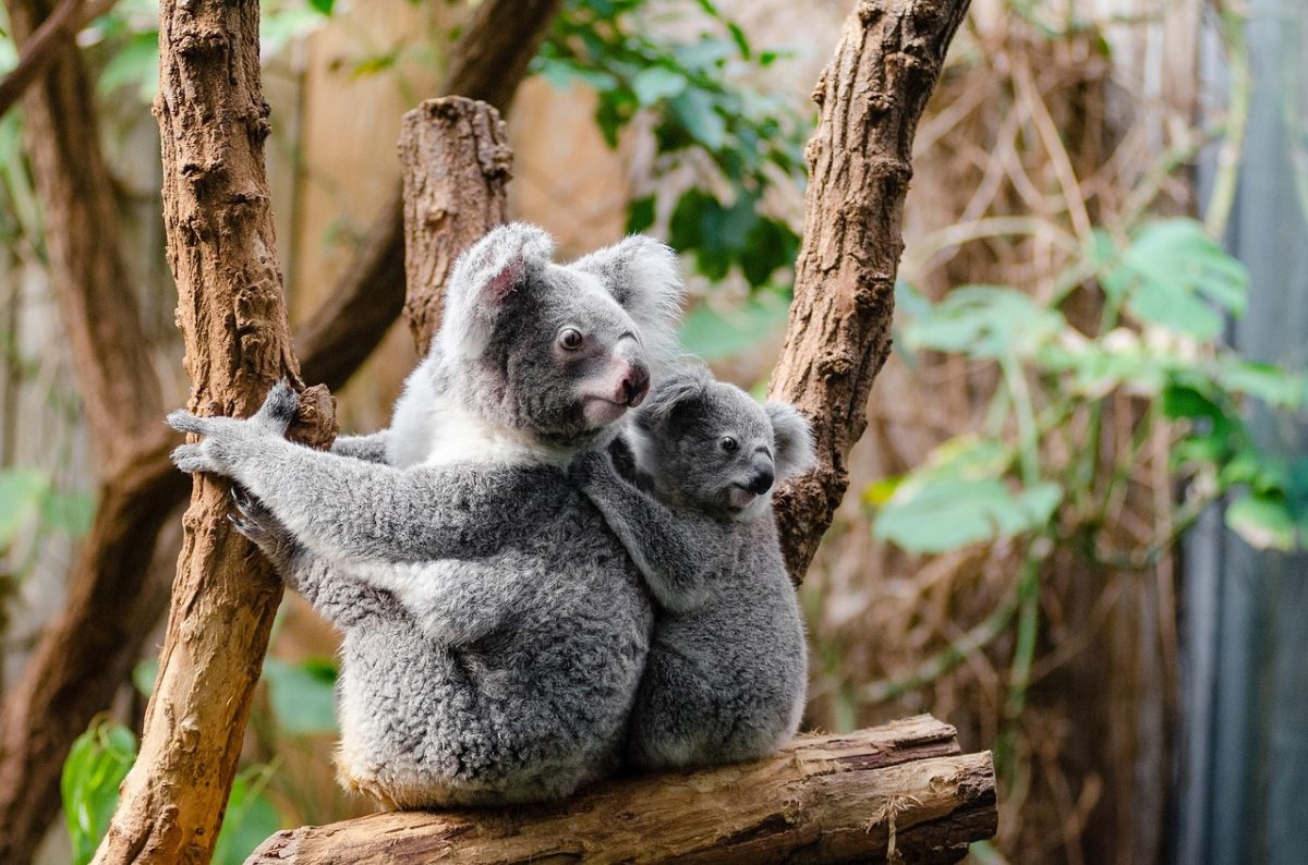 drzewo tree misie koala
