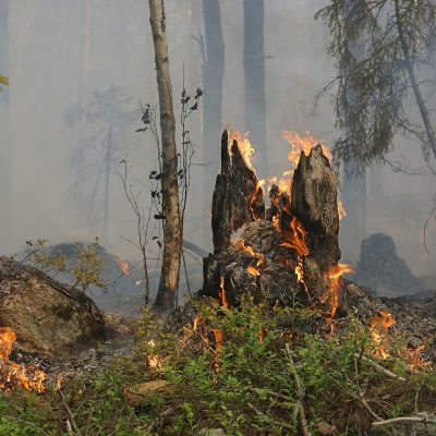 pożar lasu